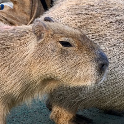 こうののアイコン（カピバラの写真）